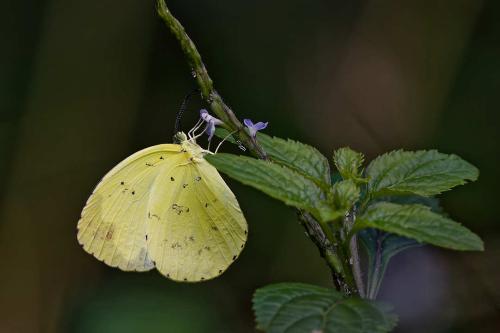 Réf. 353 399 : Eurema hecabe